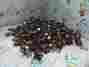 Fd0540107b-2a Y.s Tech 5 Vdc 0.85 W Fan Lot Of 302